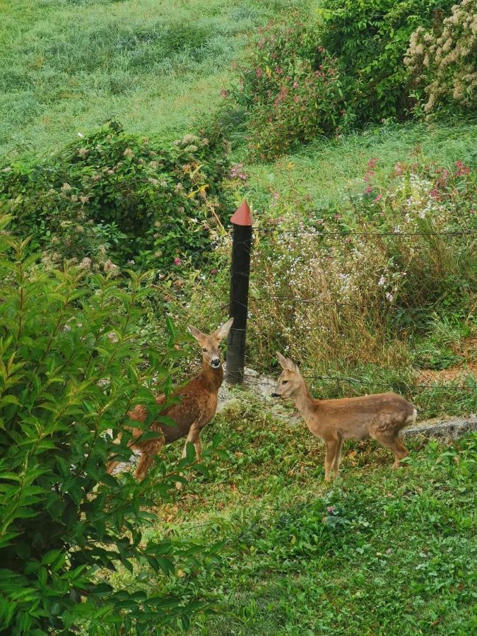 Ferienwohnung Im Nationalpark Gesaeuse Hieflau Εξωτερικό φωτογραφία